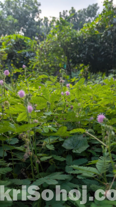 লজ্জাবতী